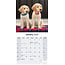 Golden Retriever Kalender 2025