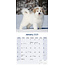 Pyrenean Mountain Dog Calendar 2025