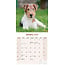 Calendrier Fox Terrier 2025