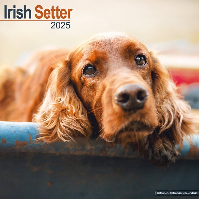 Irish Setter Calendar 2025
