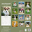 Jack Russell Terrier Kalender 2025