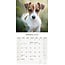 Jack Russell Terrier Kalender 2025