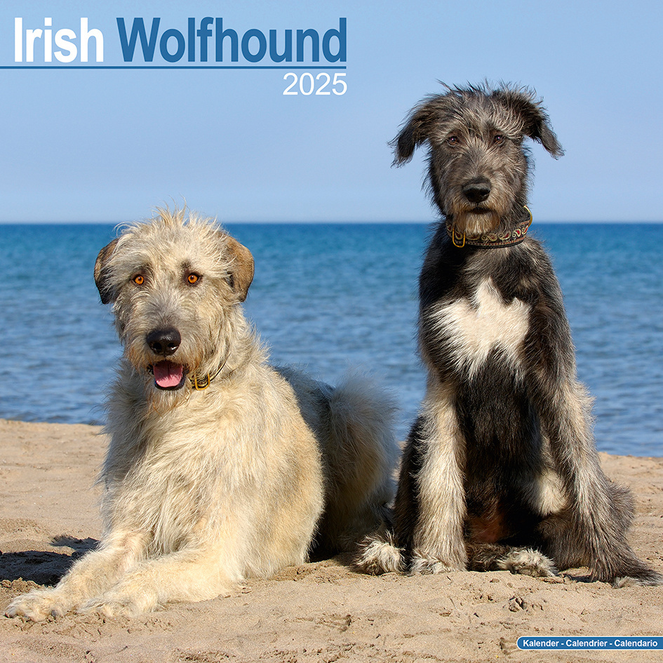 Buy Irish Wolfhound Calendar 2025 Order online easily