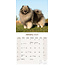 Keeshond Kalender 2025