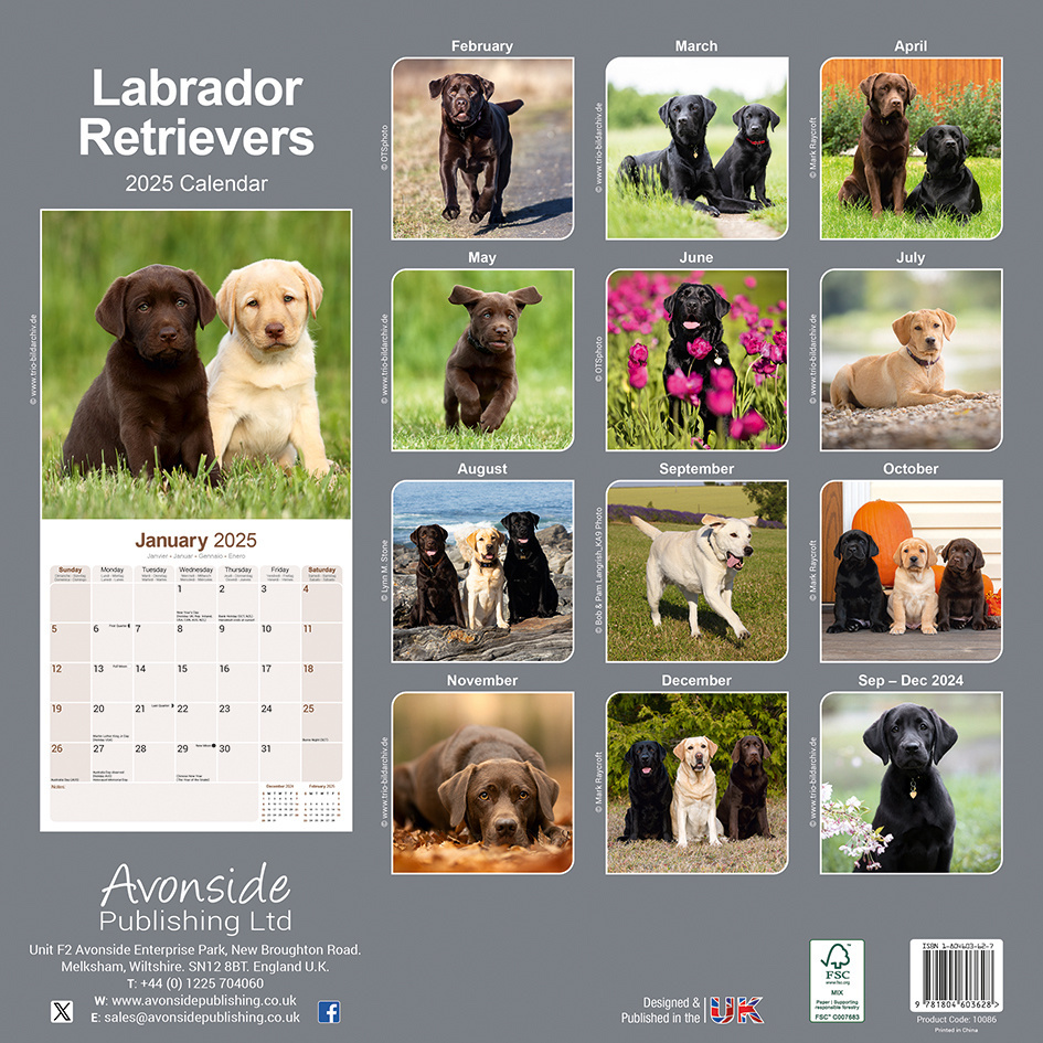 Buy Labrador Retriever Calendar 2025 Order easily online