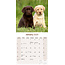 Calendario misto Labrador Retriever 2025