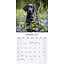 Labrador Retriever Zwart Puppies Kalender 2025