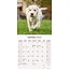 Labrador Retriever Blond Kalender 2025