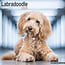 Avonside Calendario Labradoodle 2025