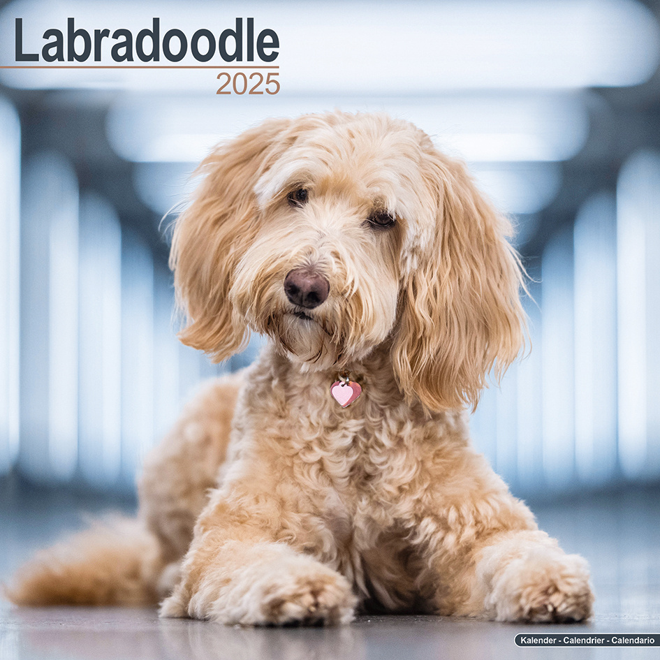 Comprar Calendario Labradoodle 2025 Haz tu pedido fácilmente online