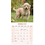 Labradoodle-Kalender 2025