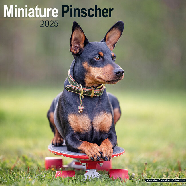 Zwergpinscher Kalender 2025