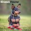 Miniature Pinscher Calendar 2025