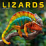 Avonside Lizards / Lizards Calendar 2025