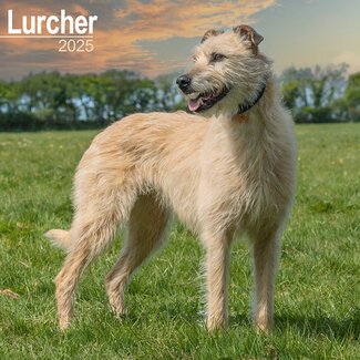 Avonside Calendrier Lurcher 2025