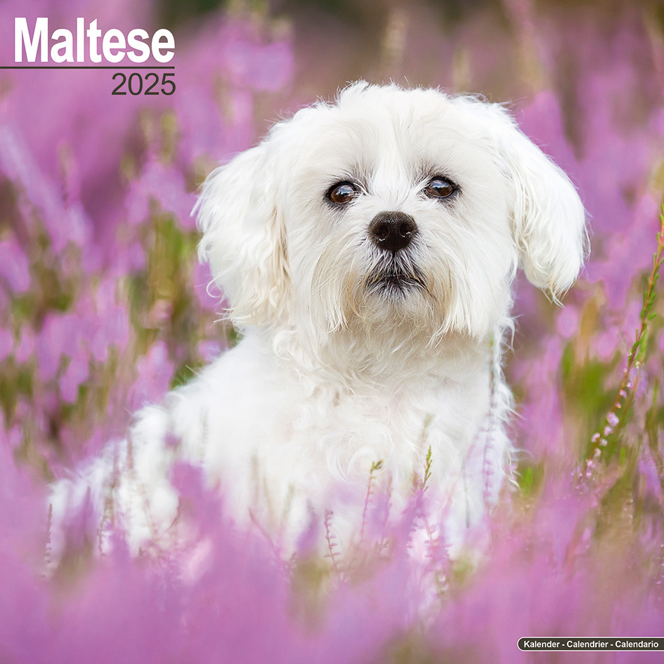Maltese Calendar 2025 Buy Order easily online