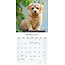 Calendrier Norwich et Norfolk Terrier 2025