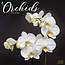 Orchid Calendar 2025