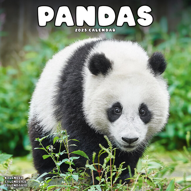 Calendario 2025 Panda Dionne Alvinia