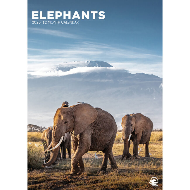 Eléphants Calendrier A3 2025