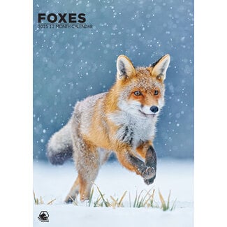 CalendarsRUs Calendrier A3 Foxes 2025