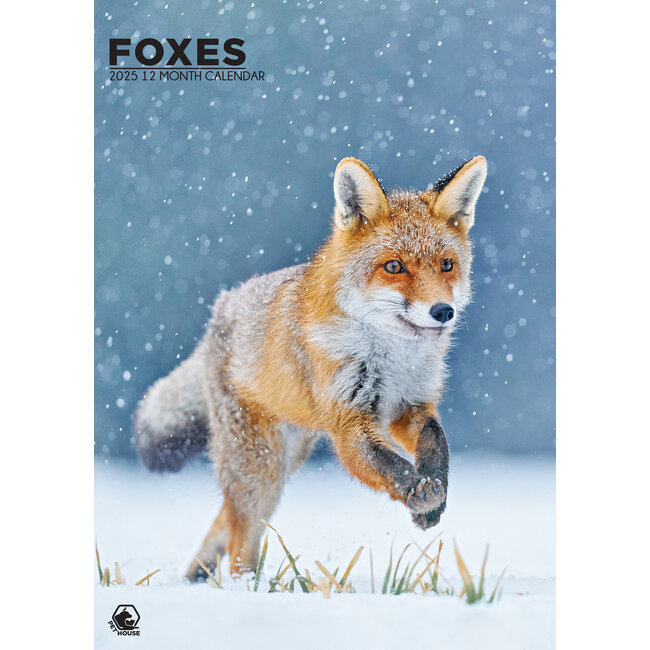 CalendarsRUs Calendrier A3 Foxes 2025