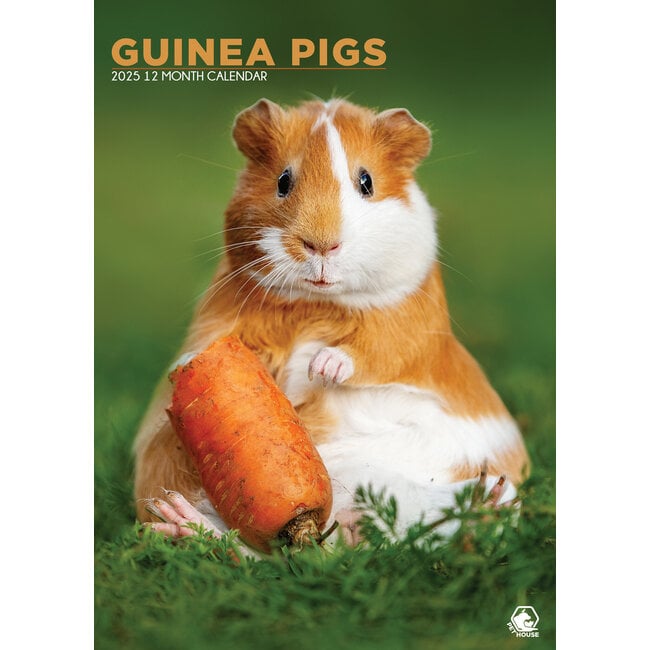 Guinea pig A3 Calendar 2025