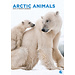 CalendarsRUs Animaux de l'Arctique Calendrier A3 2025