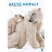 CalendarsRUs Arktische Tiere A3 Kalender 2025