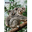 Calendario A3 Koala 2025