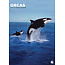 Calendario Orcas A3 2025