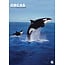 Orcas A3 Calendar 2025