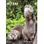 CalendarsRUs Otters A3 Calendar 2025