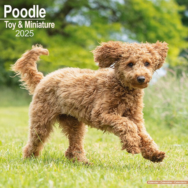 Poodle Toy and Miniature Calendar 2025