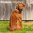 Avonside Rhodesian Ridgeback Calendario 2025