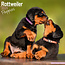 Avonside Calendario dei cuccioli di rottweiler 2025