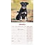 Miniature Schnauzer Calendar 2025