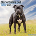 Avonside Staffordshire Bull Terrier Calendar 2025