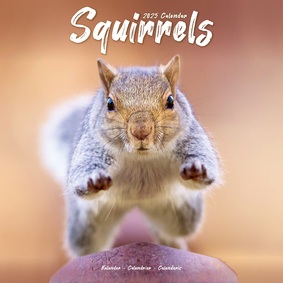 Squirrel Calendar 2025 Buy simply order online