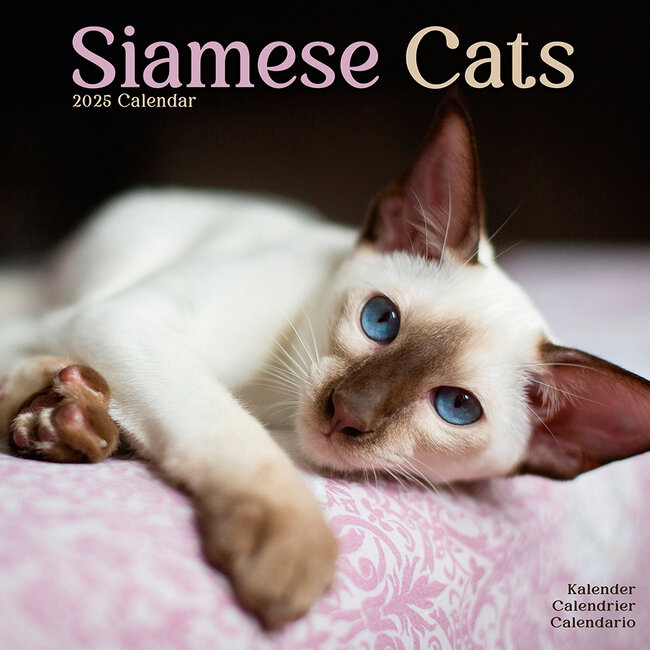 Avonside Calendario siamese 2025