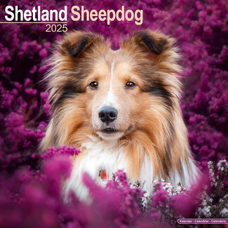 Avonside Calendario Sheltie - Shetland Sheepdog 2025