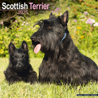 Avonside Scottish Terrier Kalender 2025