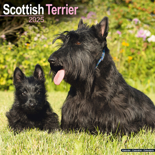 Scottish Terrier Calendar 2025