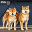 Calendario Shiba Inu 2025