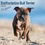 Staffordshire Bull Terrier Cachorros Calendario 2025