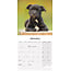 Calendario dei cuccioli di Staffordshire Bull Terrier 2025