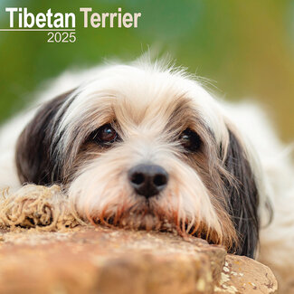 Avonside Calendrier Terrier du Tibet 2025