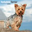 Avonside Calendario Yorkshire Terrier 2025