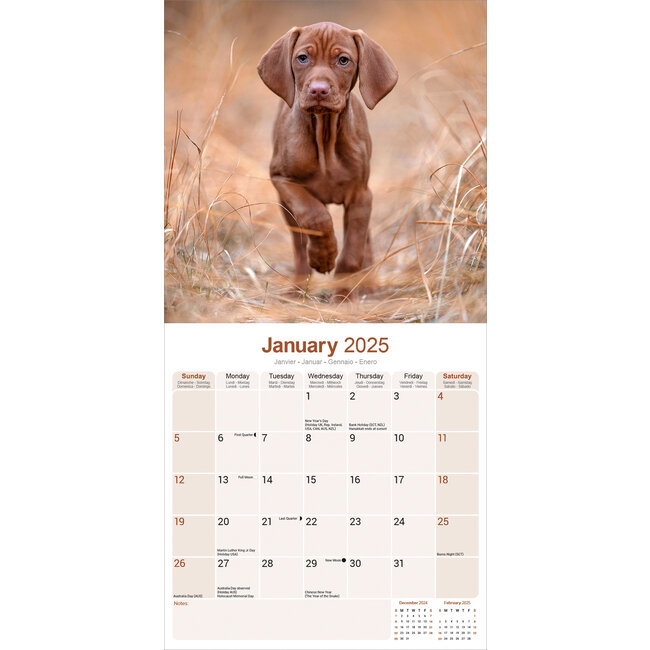 Comprar Calendario Vizsla 2025 Pídelo fácilmente online