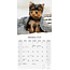 Yorkshire Terrier-Welpen Kalender 2025